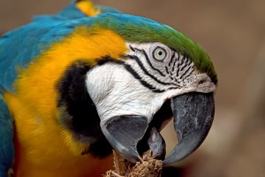 Golden Blue Macaw 2192